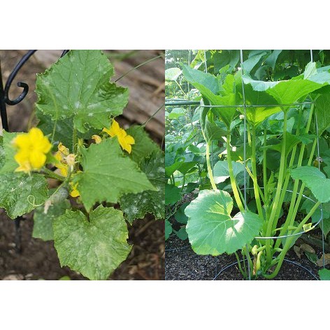 Hạt Giống Bí Ăn Ngọn 20G