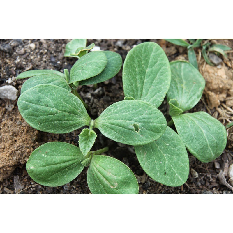 Hạt Giống Bí Ăn Ngọn 20G