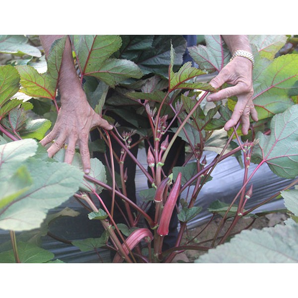 Hạt Giống Đậu Bắp Đỏ Tím 5G