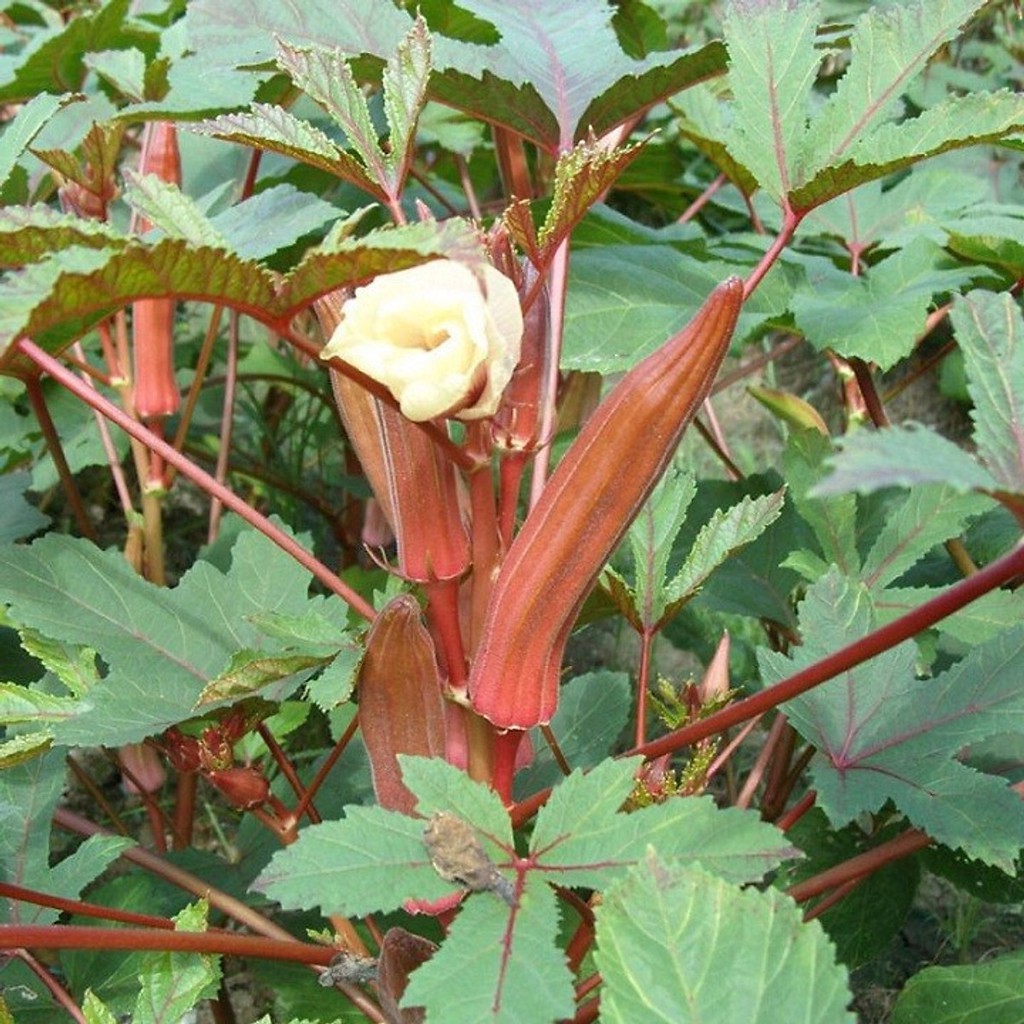 Hạt Giống Đậu Bắp Đỏ Tím 5G