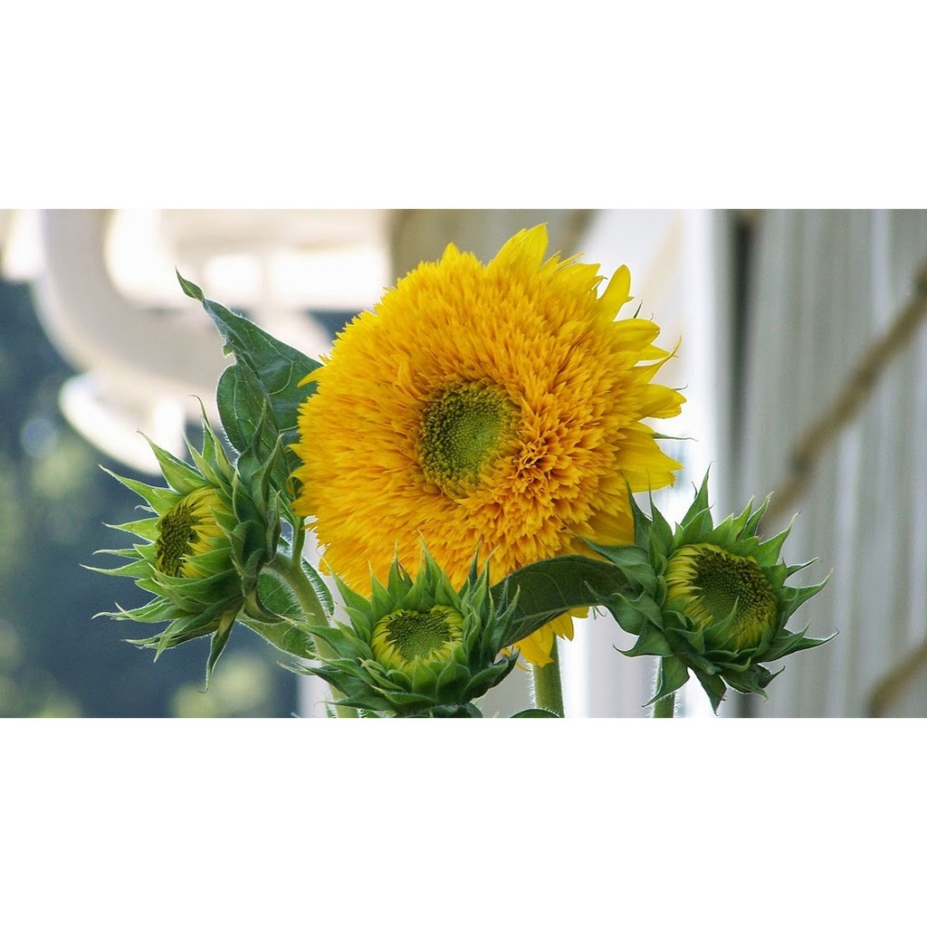 Hạt Giống Hoa Hướng Dương Xù 1G