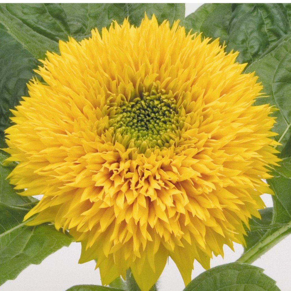 Hạt Giống Hoa Hướng Dương Xù 1G