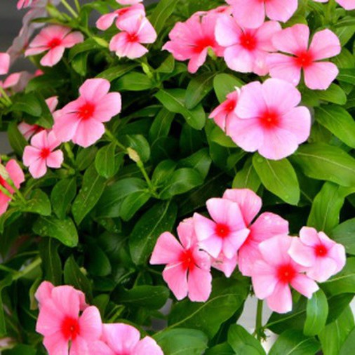 Dung Dịch Thủy Canh Rau Ăn Quả Hydro Umat F (Bộ 2 Chai)