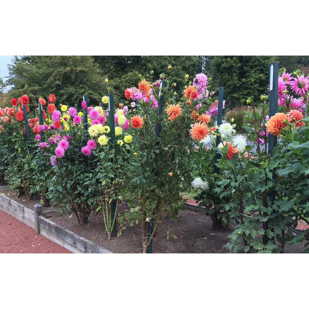 Hạt Giống Hoa Thược Dược Mix Gói 10 Hạt