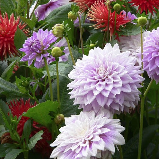 Hạt Giống Hoa Thược Dược Mix Gói 10 Hạt