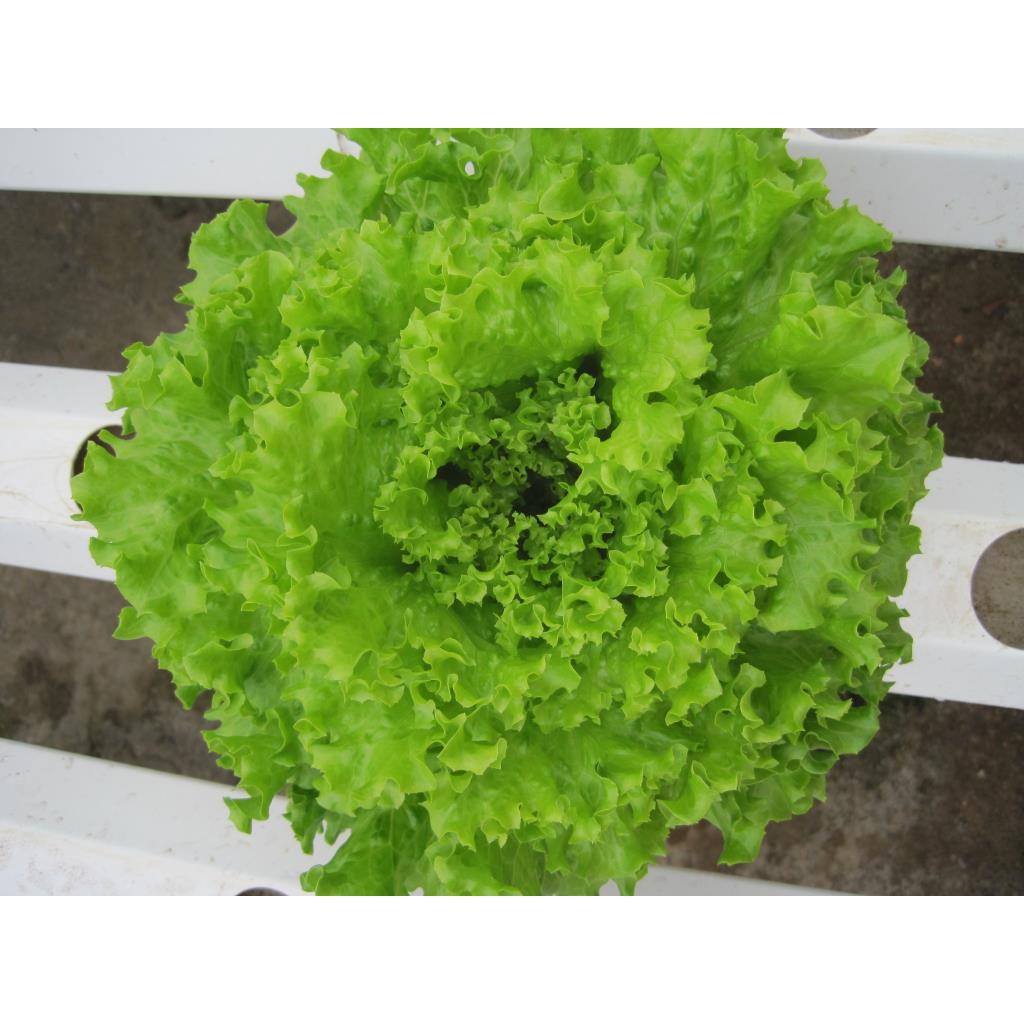 Hạt Giống Xà Lách Xoăn Cao Sản