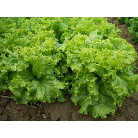 Hạt Giống Xà Lách Xoăn Cao Sản