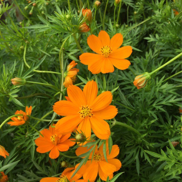 Hạt Giống Hoa Sao Nhái Kép Mix 20H