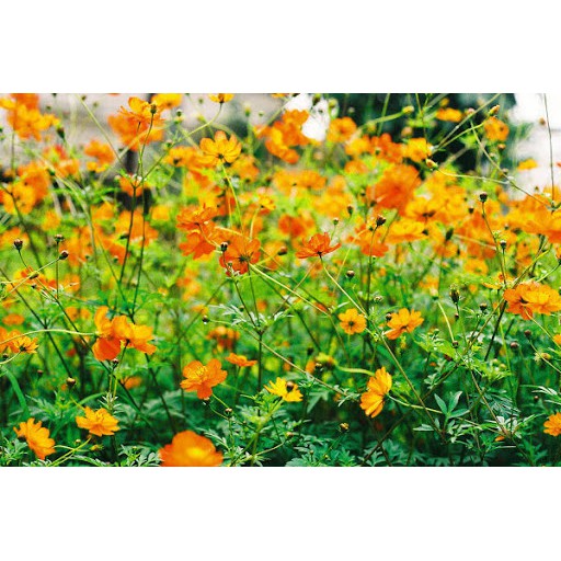 Hạt Giống Hoa Sao Nhái Kép Mix 20H