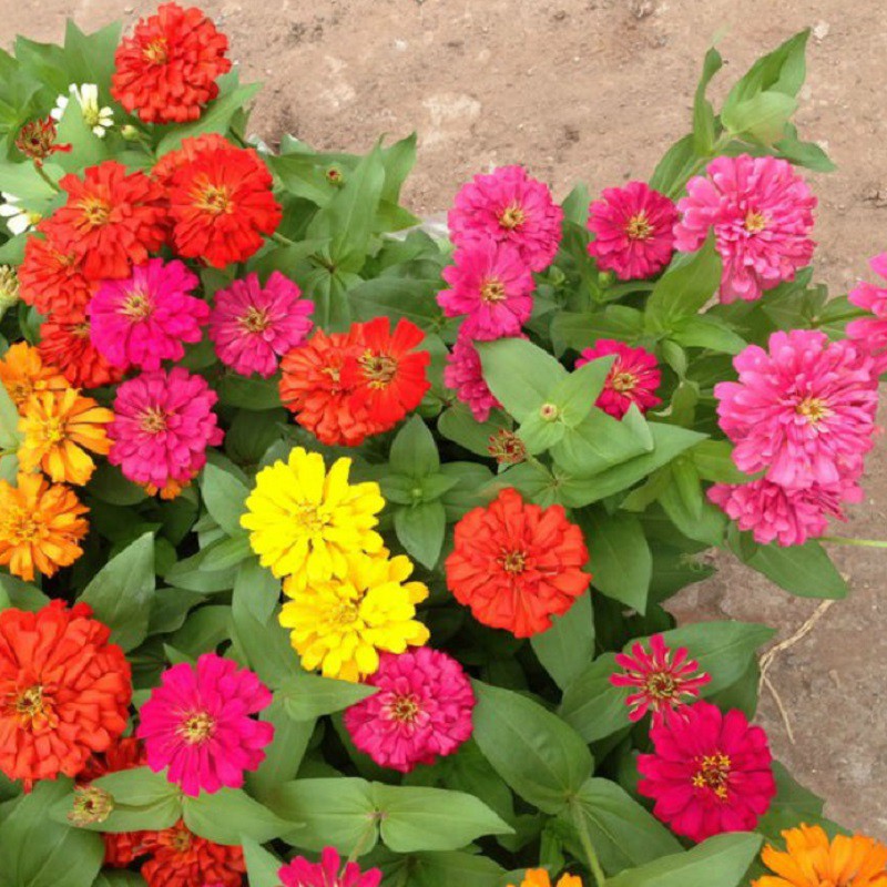 Hạt Giống Hoa Cúc Lá Nhám Mix 1G