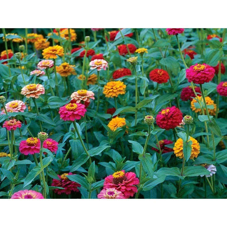 Hạt Giống Hoa Cúc Lá Nhám Mix 1G