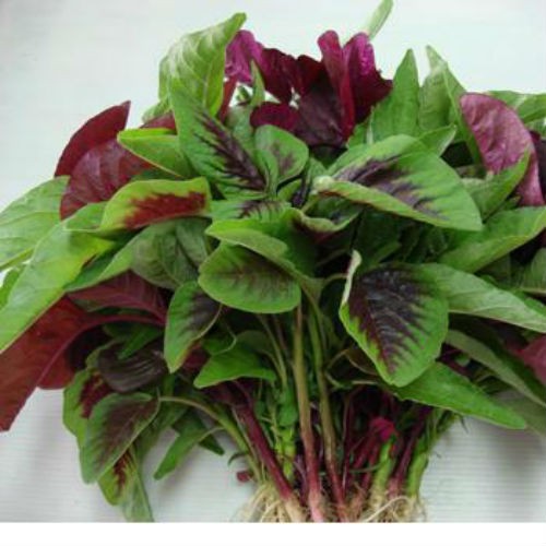 Hạt Giống Rau Dền Tiều