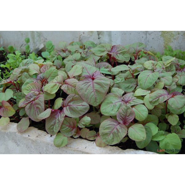 Hạt Giống Rau Dền Tiều