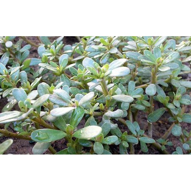 Hạt Giống Rau Sam 2G