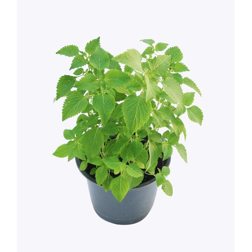 Hạt Giống Rau Kinh Giới 2G