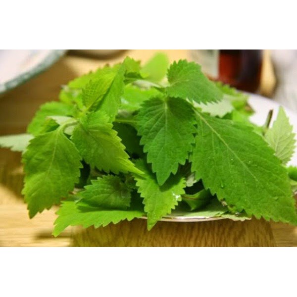 Hạt Giống Rau Kinh Giới 2G