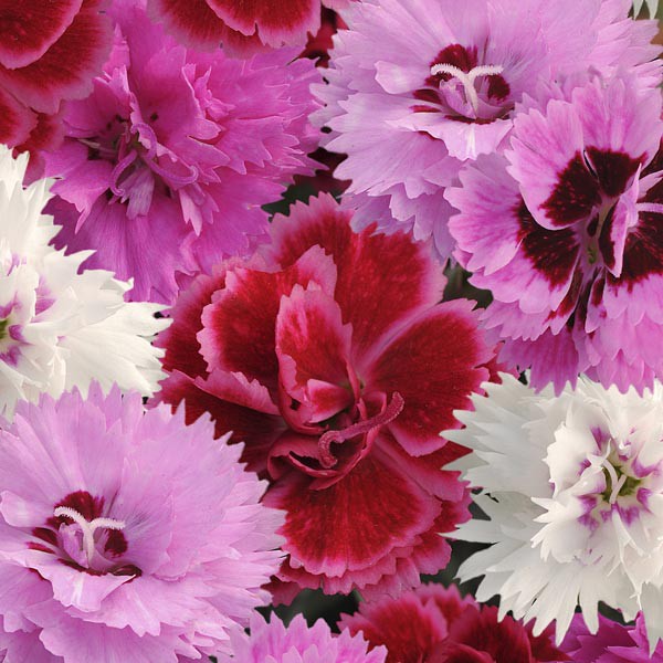 Hạt Giống Hoa Cẩm Chướng Đơn Telstar Mix 10H