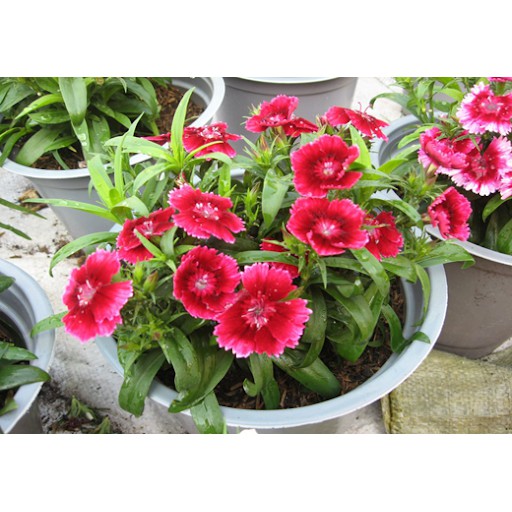 Hạt Giống Hoa Cẩm Chướng Đơn Telstar Mix 10H