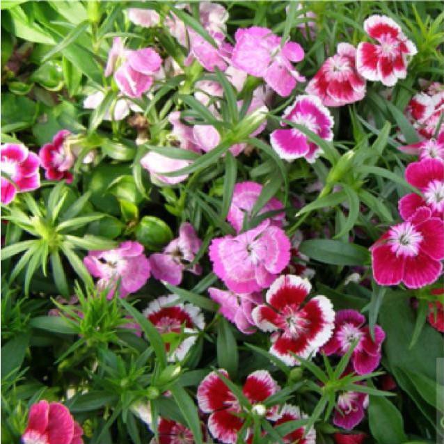 Hạt Giống Hoa Cẩm Chướng Đơn Telstar Mix 10H