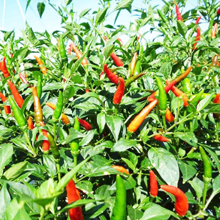 Hạt Giống Ớt Xiêm Xanh 5gr + gói lớn