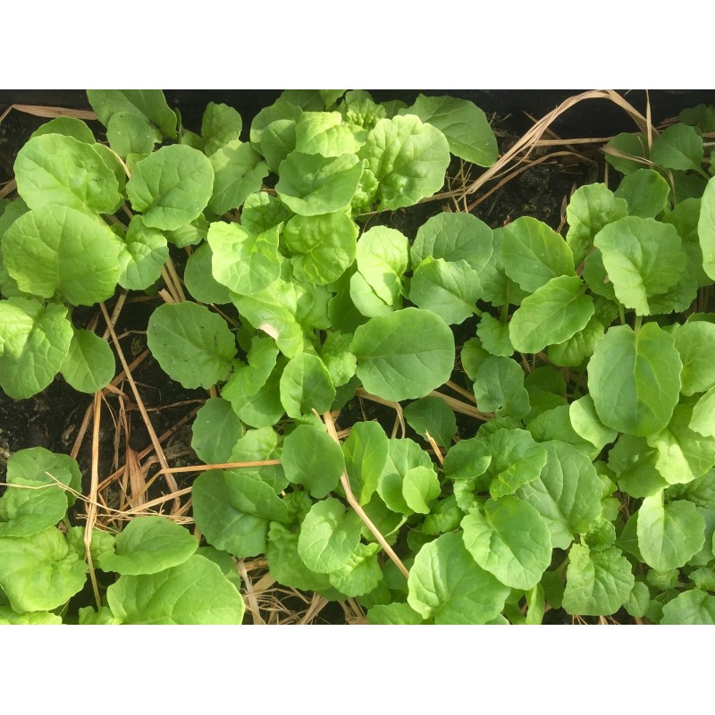 Hạt Giống Cải Bẹ Dún