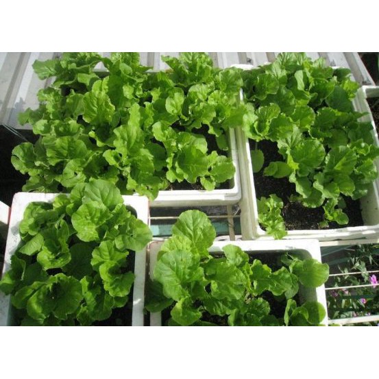 Hạt Giống Cải Bẹ Dún