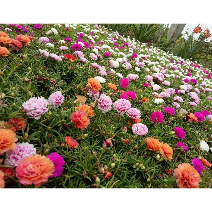 Hạt Giống Hoa Mười Giờ Kép Mix 50H