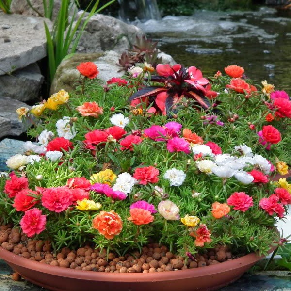 Hạt Giống Hoa Mười Giờ Kép Mix 50H