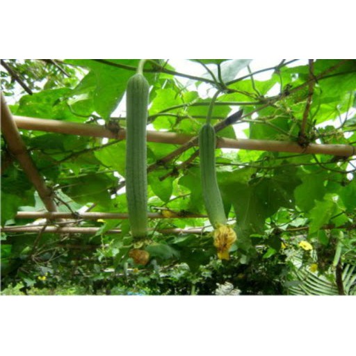 Hạt Giống Mướp Hương Trái Dài 1G