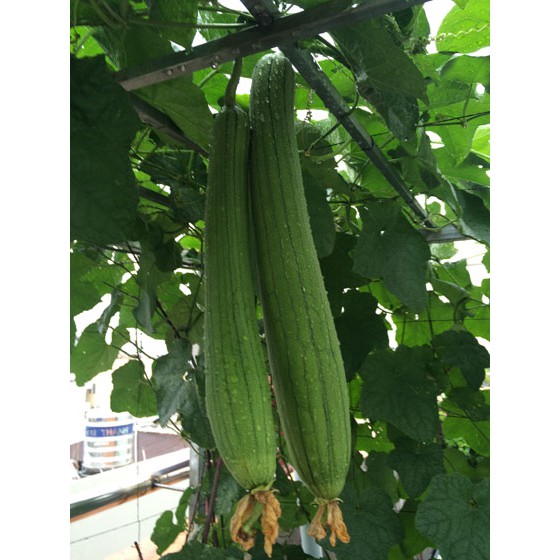 Hạt Giống Mướp Hương Trái Dài 1G