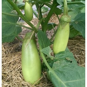 Hạt Giống Cà Xanh 200Mg