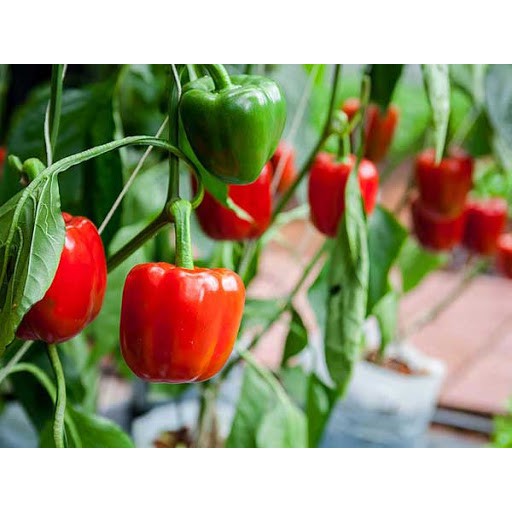 Hạt Giống Ớt Chuông (Ớt Ngọt) 100Mg