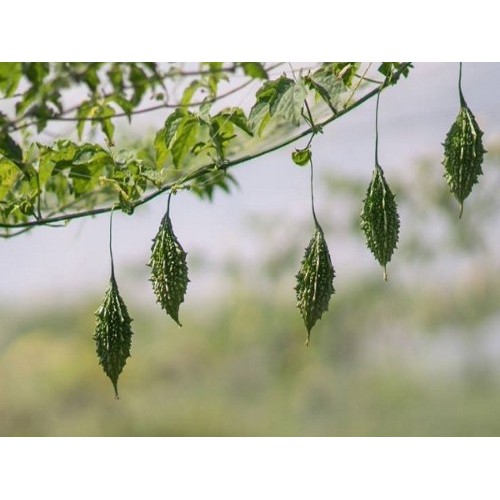 Hạt Giống Khổ Qua Rừng (Mướp Đắng) 1G