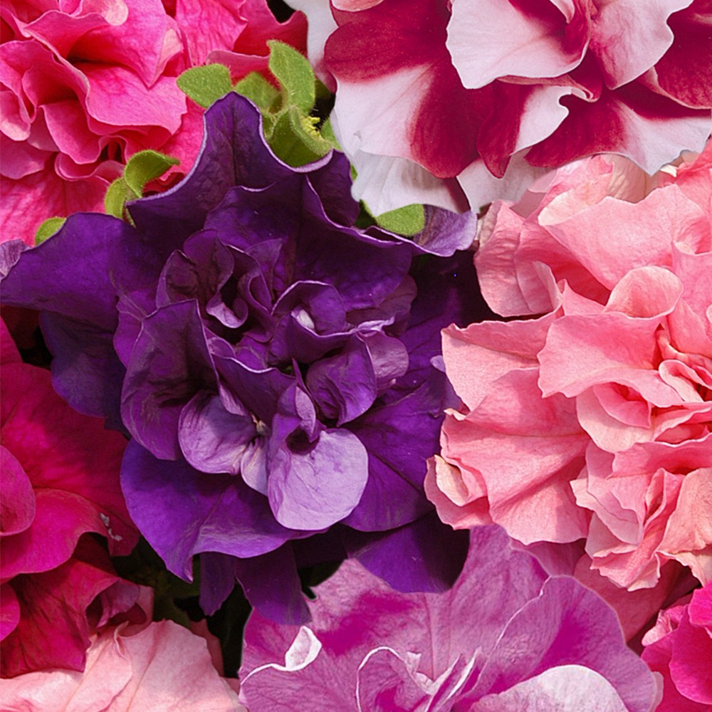 Hạt Giống Hoa Dạ Yên Thảo Kép Mix 15H