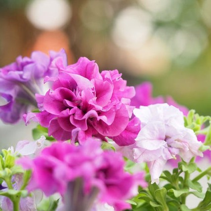 Hạt Giống Hoa Dạ Yên Thảo Kép Mix 15H