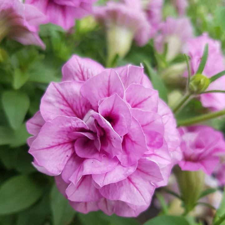 Hạt Giống Hoa Dạ Yên Thảo Kép Mix 15H